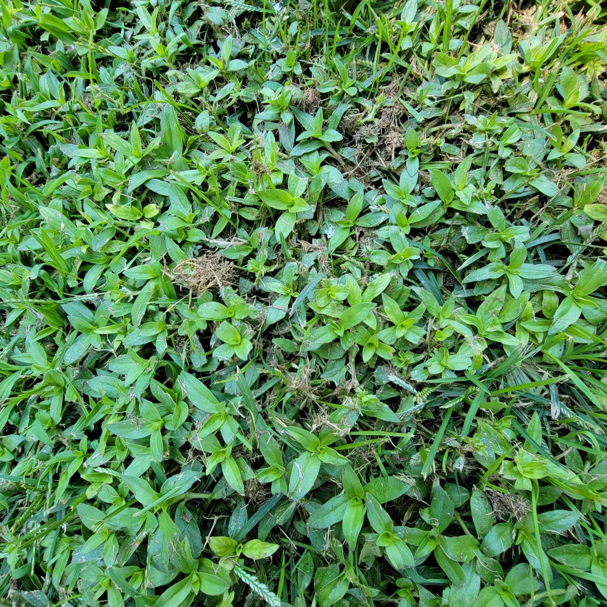 Virginia buttonweed can take over your lawn, especially in prolonged wet conditions or in areas that don't drain well.