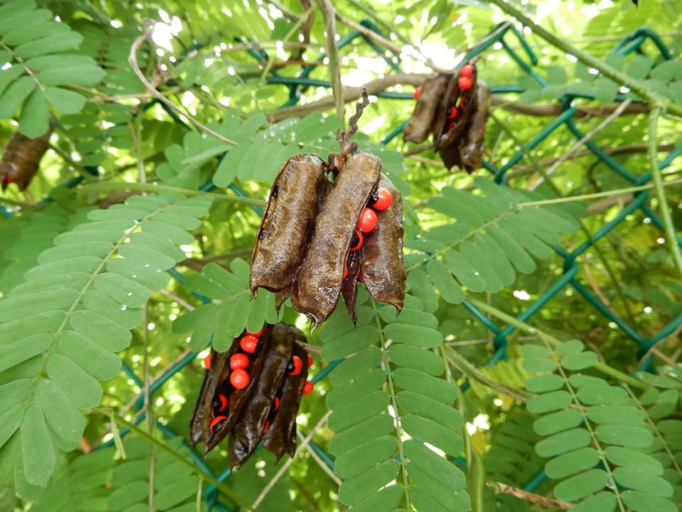 Abrus precatorius (Rosary pea).