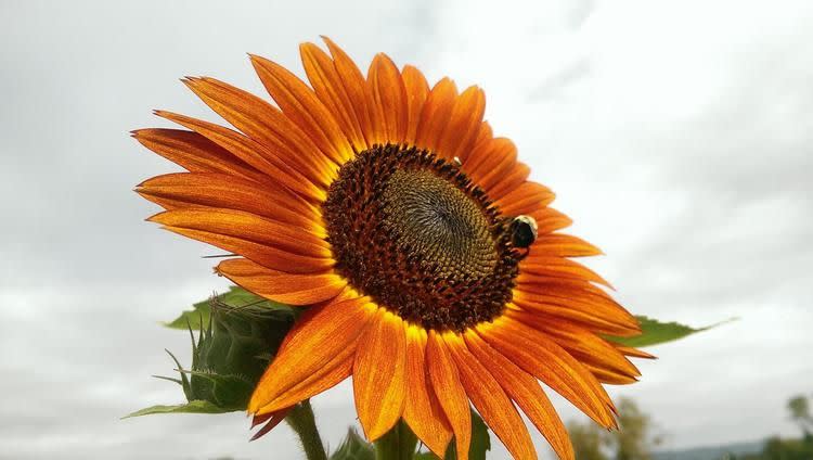 Burnside Farms in Nokesville, Virginia