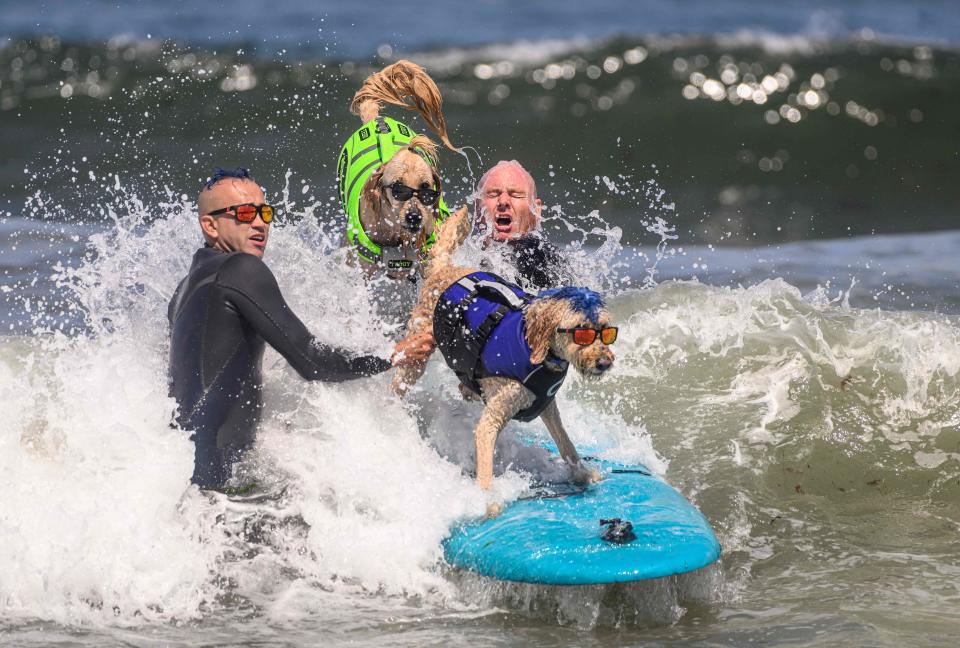 Derby, a goldendoodle (below) and Charlie Surfs Up (behind) compete during the tandem heat of the World Dog Surfing Championships in Pacifica, California on August 5, 2023. The event helps local charities raise money by sponsoring a contestant or a team, with a portion of the proceeds going to dog, environmental, and surfing nonprofit organizations. (Photo by JOSH EDELSON / AFP) (Photo by JOSH EDELSON/AFP via Getty Images)