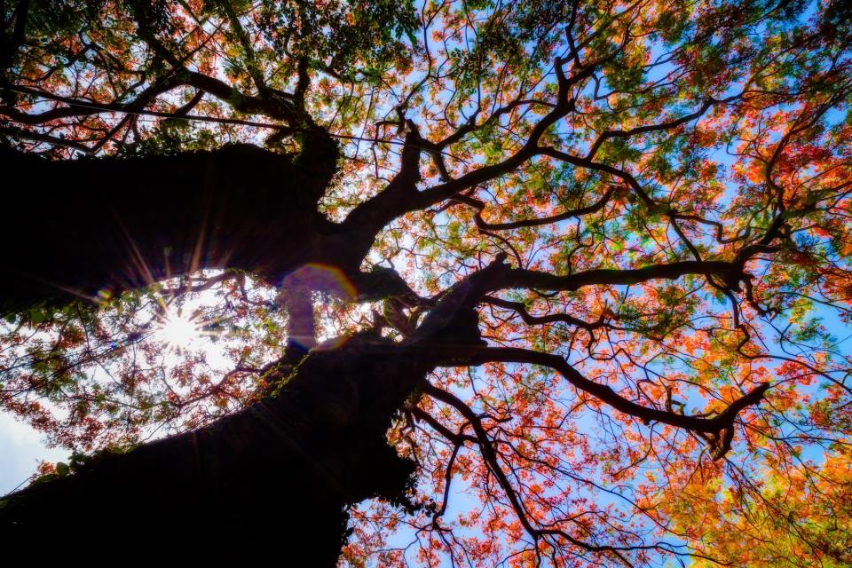 新竹鳳凰花開美景（圖片來源：Getty Creative）