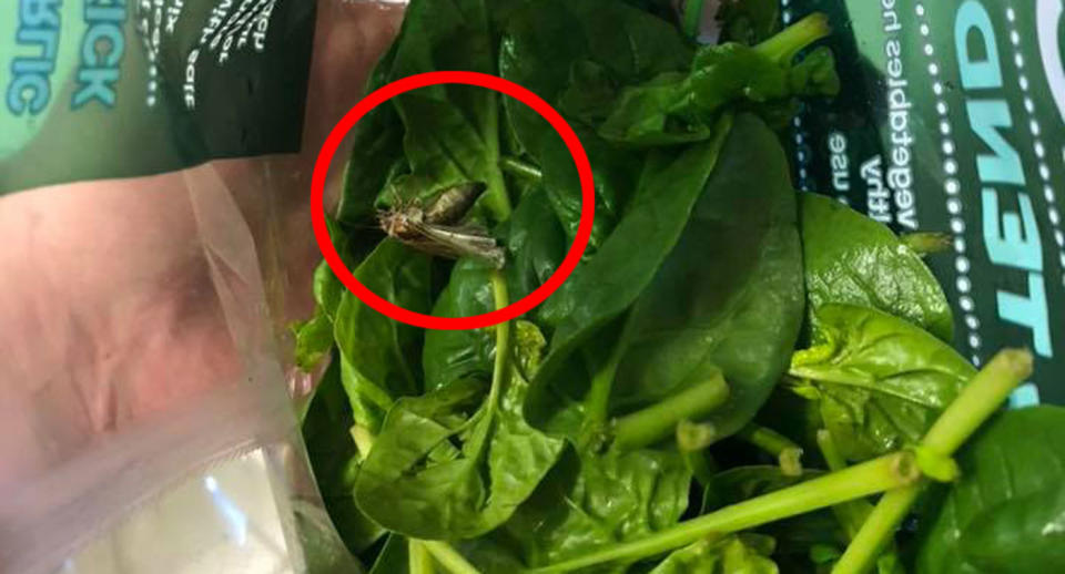 Perth woman Alicia Foster claims she found a live moth in her Woolworths bag of spinach salad. Source: Facebook/ Alicia Foster