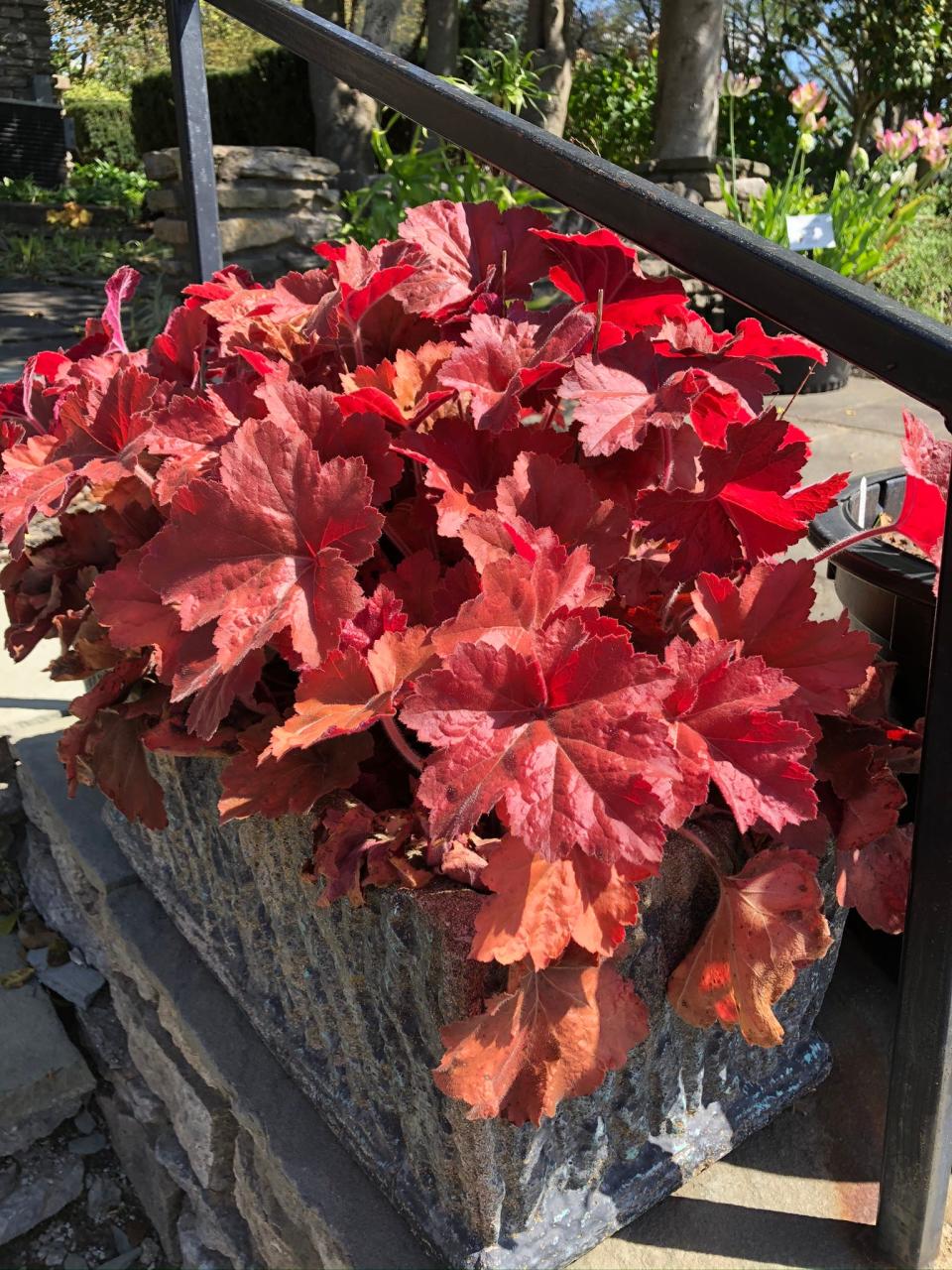 This specimen planting of 'Southern Comfort' coral bells has been growing in a container at Yew Dell Botanical Gardens for more than 10 years.