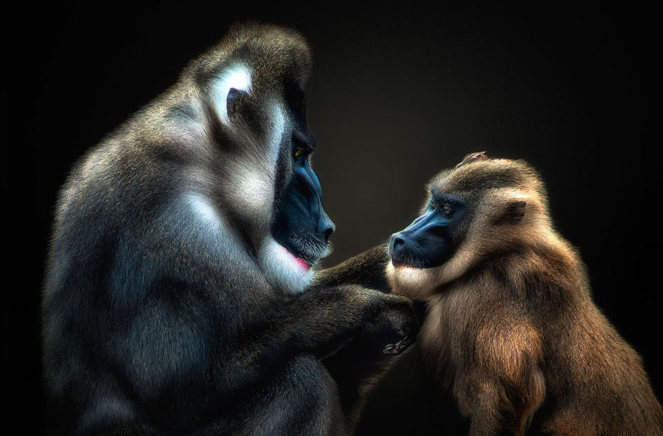 A mandrill touches another mandrills chin. (Photo: Pedro Jarque Krebs/Caters News)