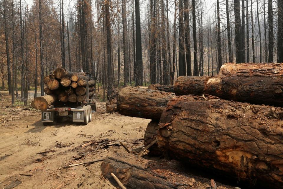 Logging truck among burned trees, felled following last year’s Rim fire near Groveland, California (REUTERS)