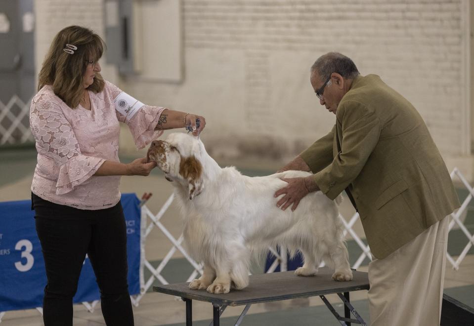 Dr. Rondal Spritzer judges Kristine Ellman’s dog, Aspen, who won best of breed for clumber spaniel Saturday at the McKinley Kennel Club dog show at Stark County Fairgrounds.