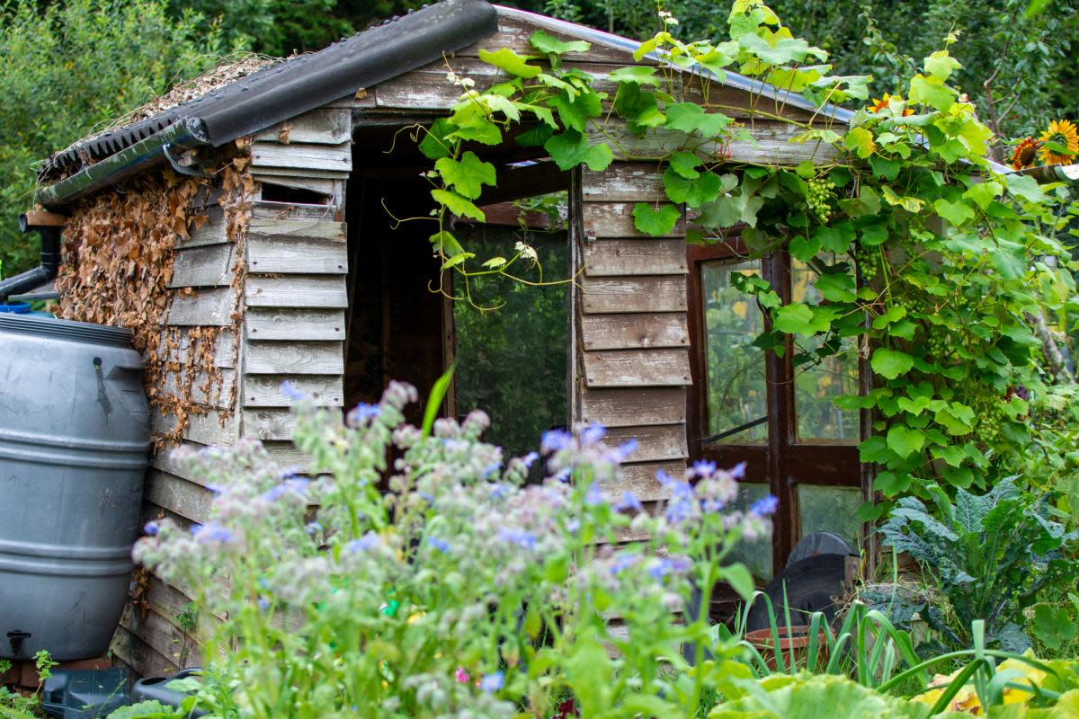 Garden shed expert Sam Jenkinson, from garden building retailer Tiger has broken down exactly what happens to your garden shed if you neglect basic upkeep.   <i>(Image: Getty Images)</i>