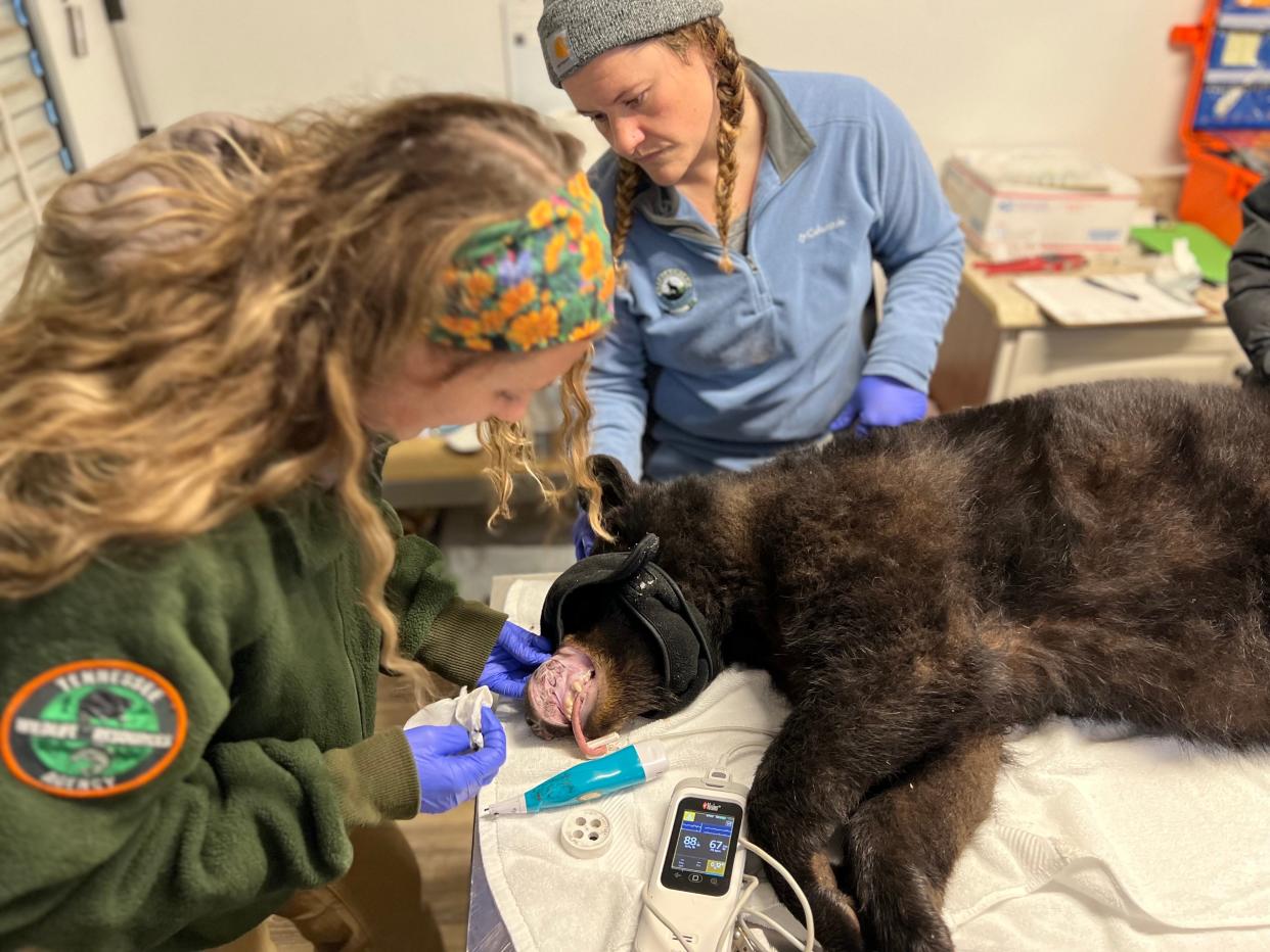 Tennessee Wildlife Resources Agency and Appalachian Bear Rescue personnel prepare a bear to be released from the Appalachian Bear Rescue facility just outside the Great Smoky Mountains National Park in Townsend, Tennessee.