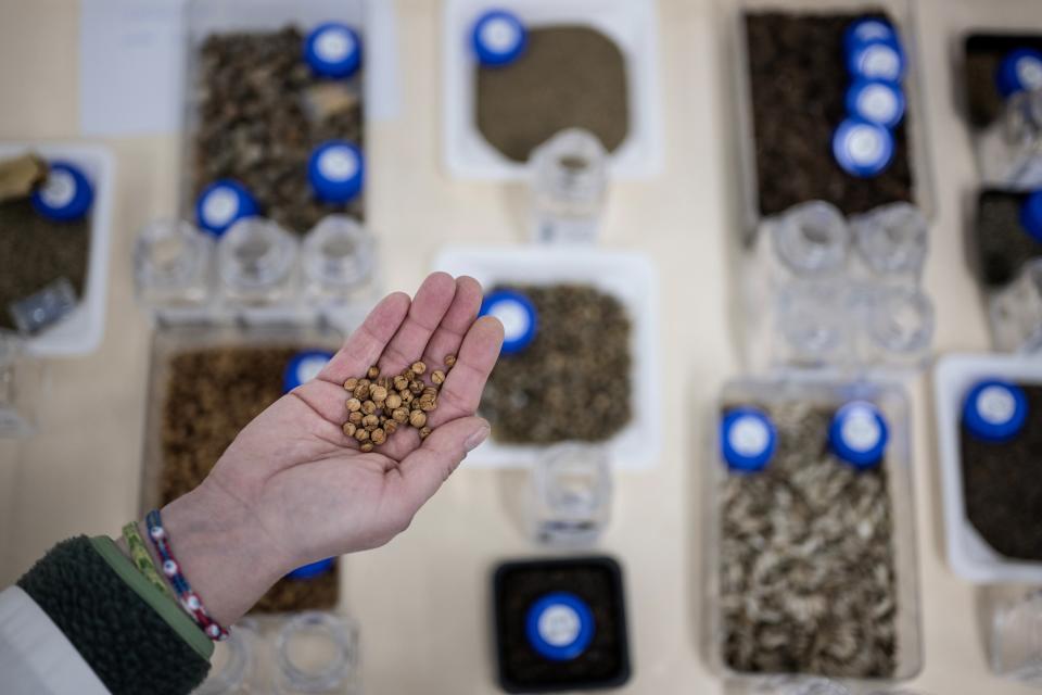 A scientist holds seeds similar to ones stored in the Kew Millennium Seed Bank in Wakehurst, south of London, on April 25, 2023.