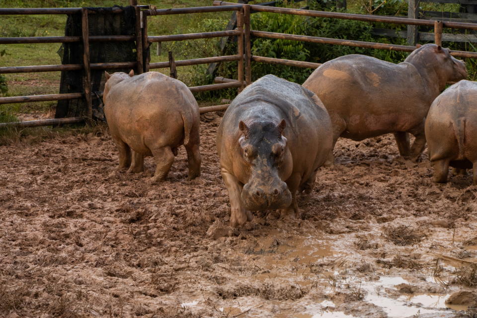 Captured hippopotamuses in a specially designed pen are seen before the application of GonaCon, an immunocastration drug to control the growth of the hippo population, in Puerto Triunfo, Colombia October 8, 2021. Picture taken October 8, 2021. Courtesy of Regional Autonomous Corporation of the Negro and Nare River Basins (CORNARE)/Handout via REUTERS ATTENTION EDITORS - THIS IMAGE WAS PROVIDED BY A THIRD PARTY.