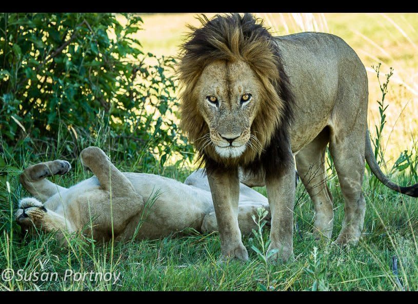 Two lovebirds, only moments after they were, well, you know. A male lion will mate with a  female in heat every 20 minutes for 24-48 hours. It was like clockwork. Seriously, you can set your watch by it.     © Susan Portnoy   Mombo Camp, Botswana 