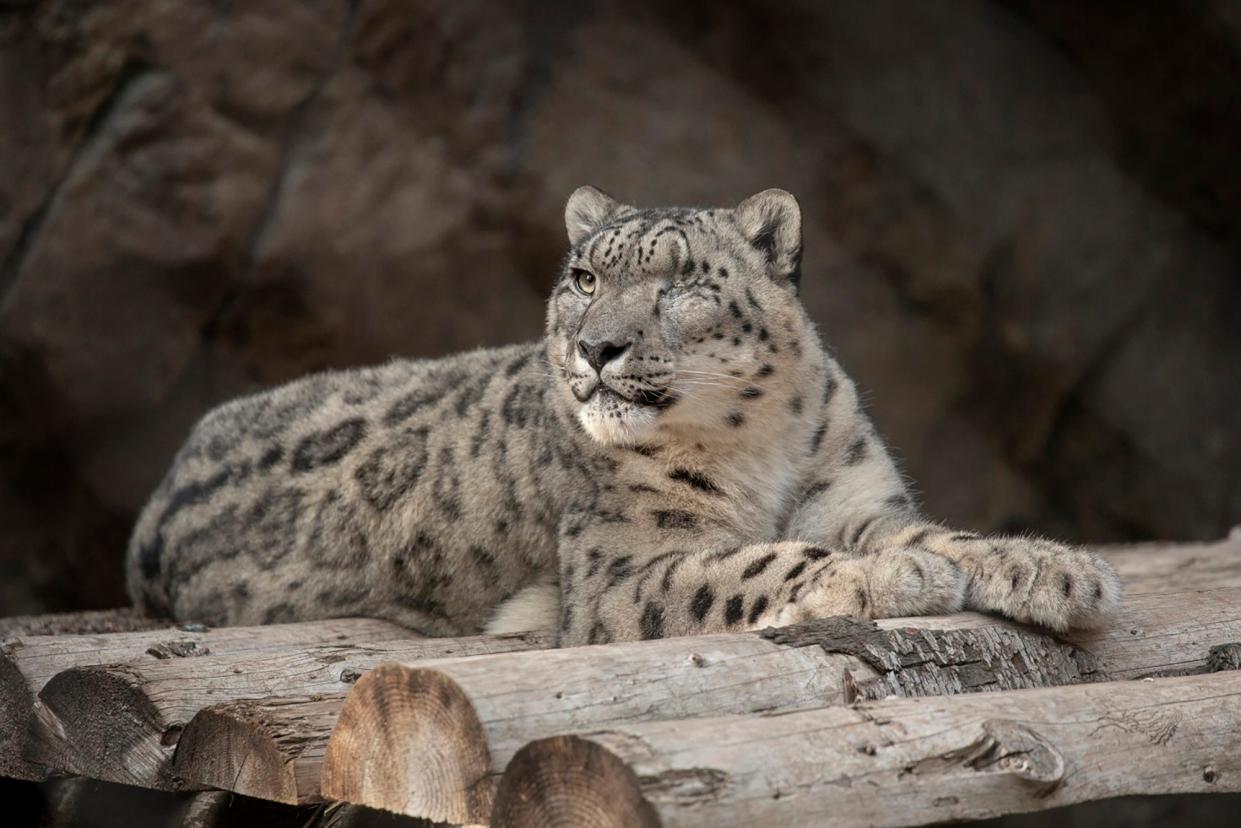 Virus Outbreak Snow Leopard Infected (ASSOCIATED PRESS)