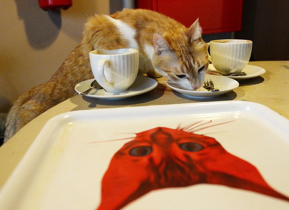 One of seven cats that keep the company of the visitors at a new "Miau Cafe" finishes a cake in Warsaw, Poland, Saturday, Jan. 13, 2018. The owners believe that drinking with the cats helps create a calm atmosphere for it's customers, and also have another cafe in the town of Krakow.