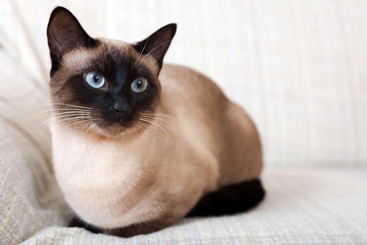 siamese cat sitting on couch