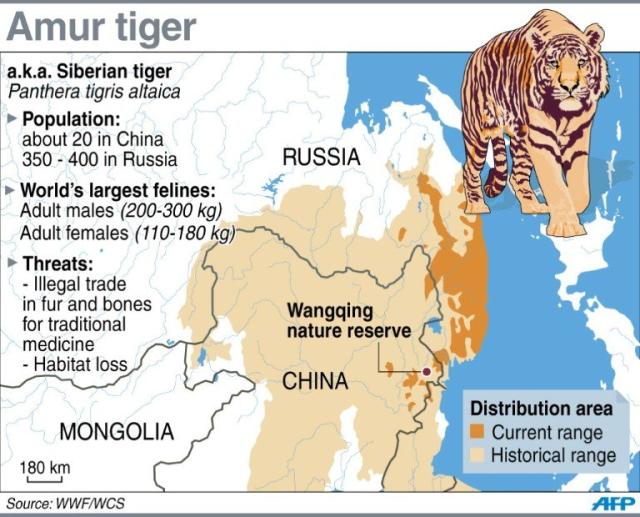 About the Siberian tiger  Russian Geographical Society