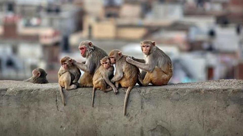 #HealthBytes: Everything you should know about monkey B virus