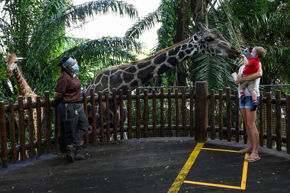 A child carried by the mother feeds the giraffe in an enclosure at the Singapore Zoo in Singapore on July 6, 2020, on its first day of reopening to the public after the attraction was temporarily closed due to concerns about the COVID-19 novel coronavirus. (Photo by Roslan RAHMAN / AFP) (Photo by ROSLAN RAHMAN/AFP via Getty Images)