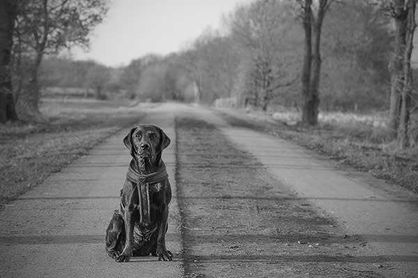 Video reúne el #WhatTheFluffChallenge contra el abandono de perros. Foto: Faba-Photography / Getty Images.