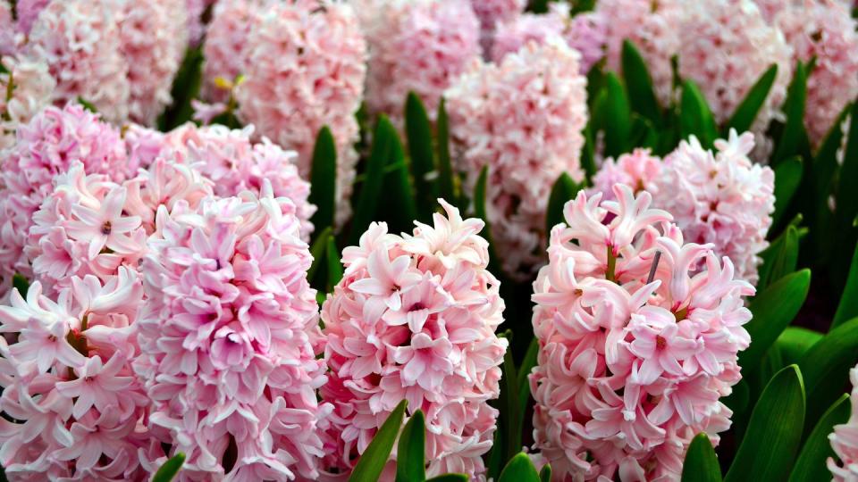 pink hyacinthus closeup in keukenhof garden