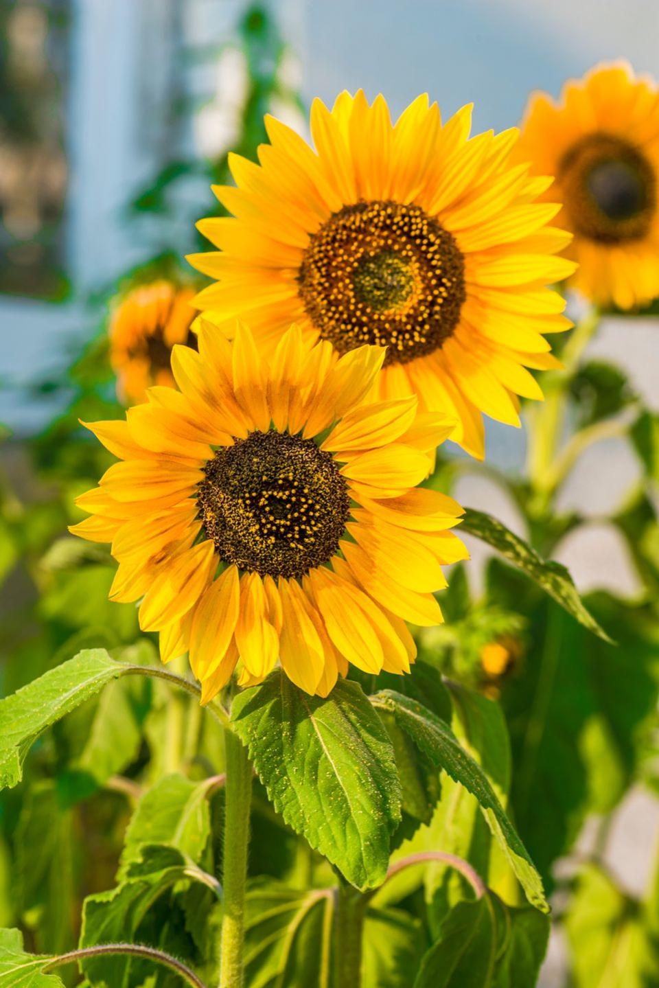 2) Sunflowers