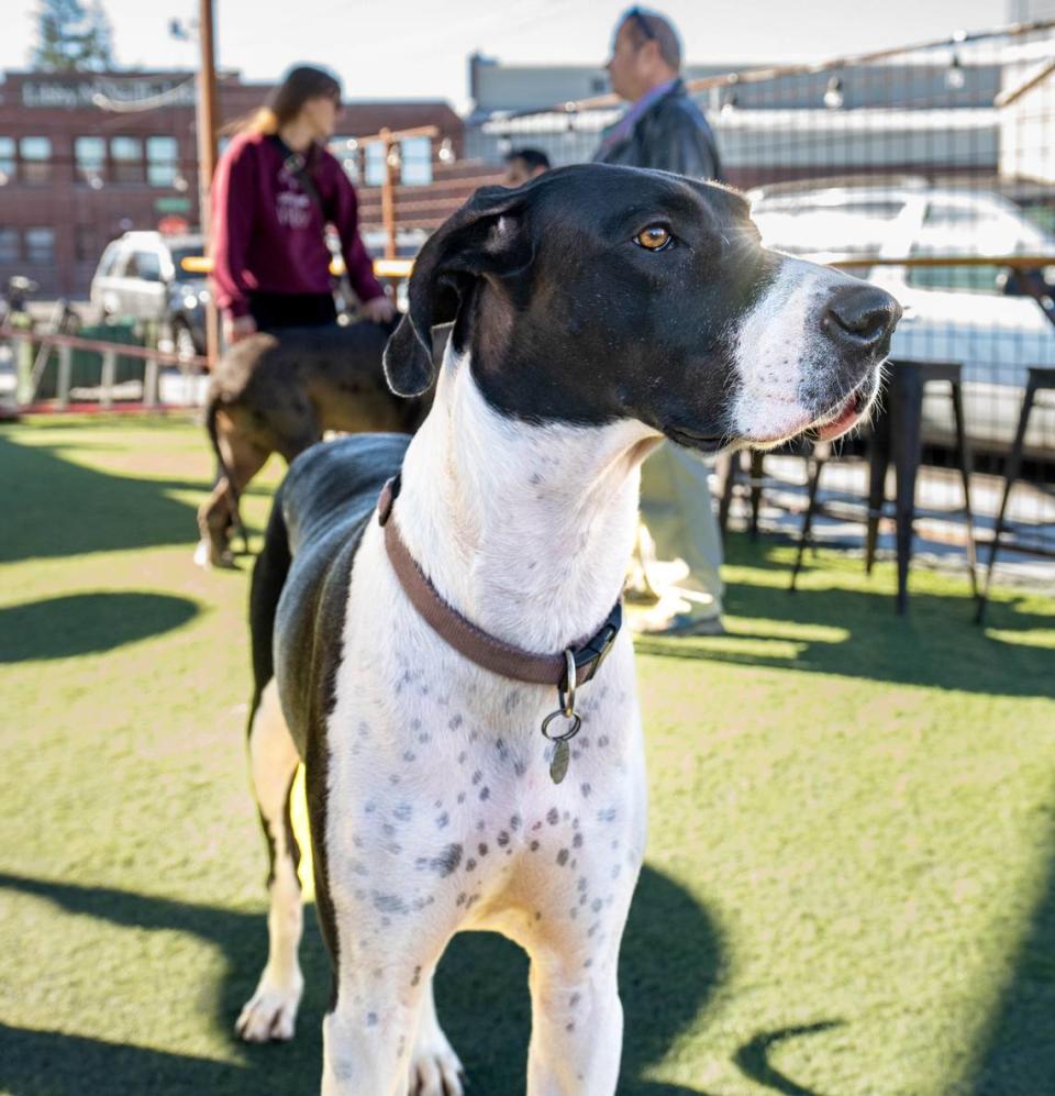 Pearl, 3, is one of the many Great Danes in attendance at the Sacramento Great Danes Facebook group meet-up SacYard Community Tap House on Sunday.