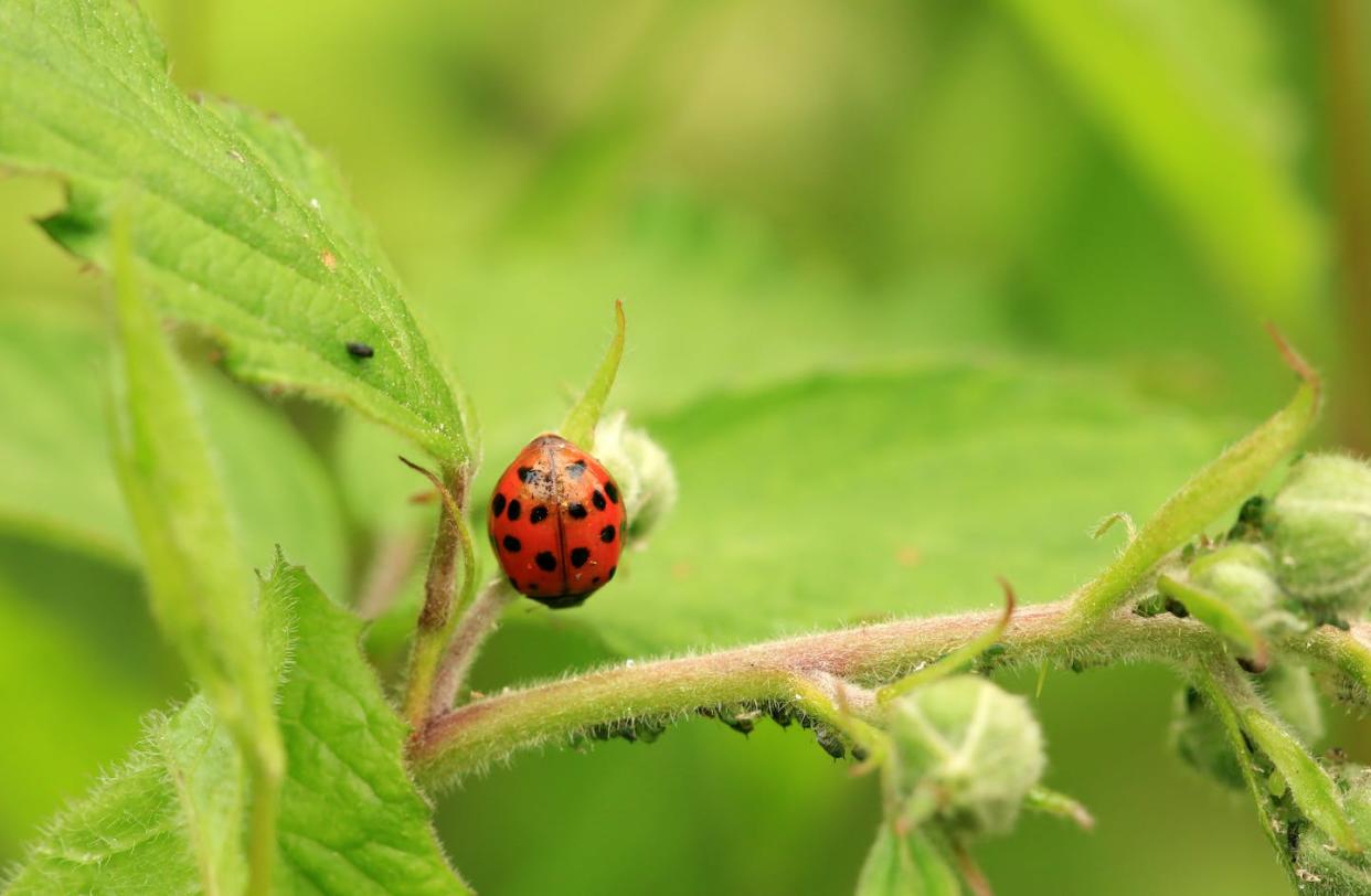 La coccinelle est un exemple emblématique de macroorganisme pour lutter contre les pucerons ou les cochenilles <a href="https://www.shutterstock.com/fr/image-photo/harmonia-axyridis-most-commonly-known-harlequin-1460876276" rel="nofollow noopener" target="_blank" data-ylk="slk:Shutterstock;elm:context_link;itc:0;sec:content-canvas" class="link ">Shutterstock</a>