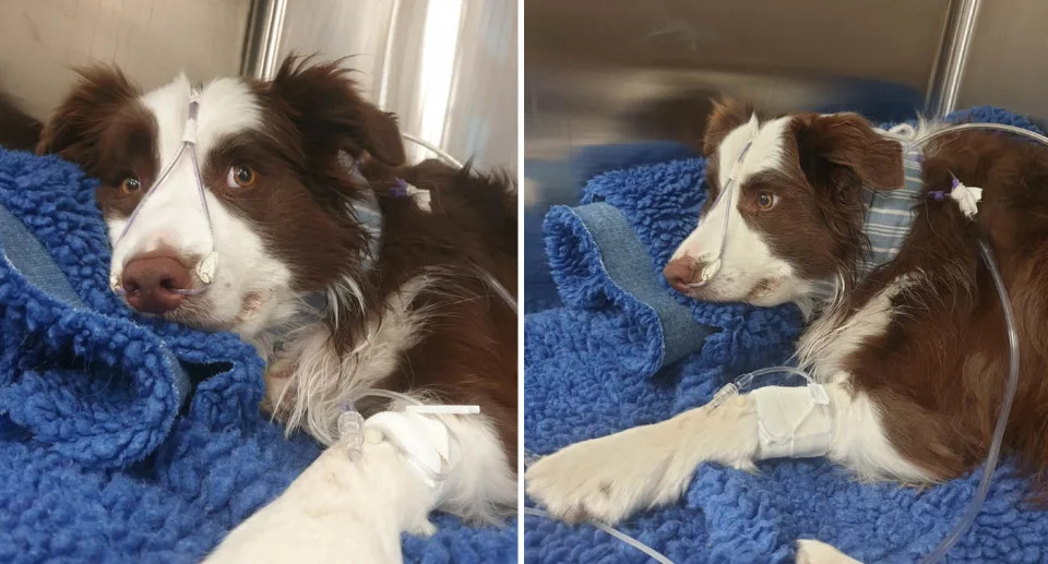 A poor Border Collie has ended up being injured while playing an innocent game of 'fetching the stick'!