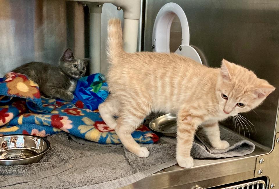 Kisses, left, watches her brother, Hugs, explore after their cage door was opened Monday afternoon at the Humane Society of Washington County. The litter mates are about 11 weeks old.