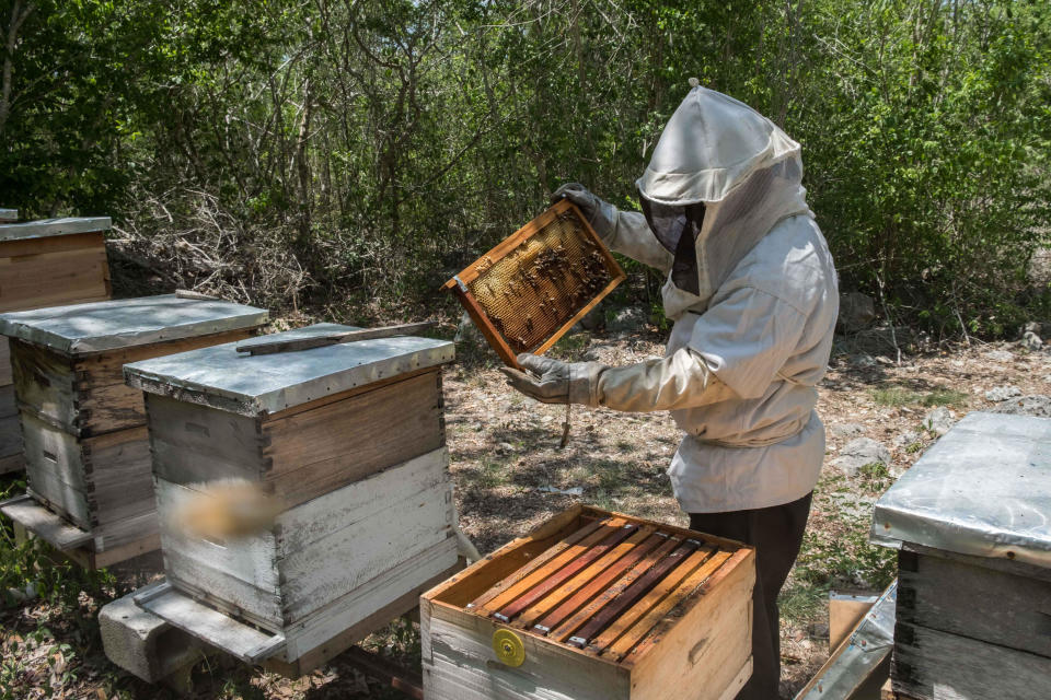 ACOMPAÑA CRÓNICA: MEDIO AMBIENTE ABEJAS - YC01. MÉRIDA (MÉXICO), 09/08/2018.- Fotografía de archivo del 16 de junio de 2018, de un apicultor mientras trabaja con una colmena, en Mérida, Yucatán (México). Las abejas siguen disminuyendo su población en el mundo mientras crece la polémica sobre las causas: unos culpan al cambio climático y rechazan que se deba a los cultivos transgénicos y otros apuntan al uso de algunos herbicidas. Aunque hay advertencias por parte de organizaciones y partidos políticos sobre los peligros del glifosato y los neonicotinoides -productos utilizados en este tipo de cultivos y que pudieran causar la muerte de las abejas-, expertos consultados por Efe lo desmienten. EFE/Cuauhtémoc Moreno/ARCHIVO