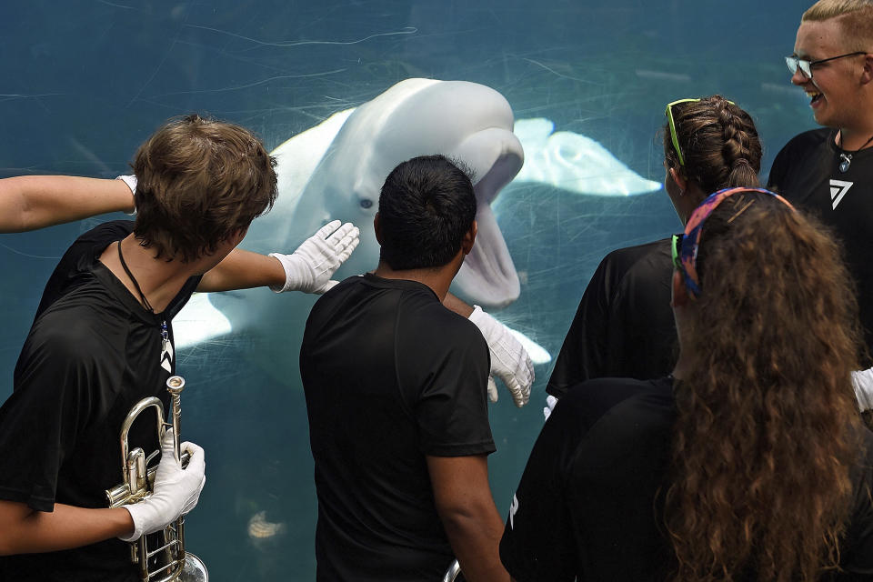 FILE — In this July 5, 2018, file photo, members of the brass ensemble for the 7th Regiment Drum and Bugle Corps, interact with Juno, one of the Beluga whales at Mystic Aquarium, in Stonington, Conn., after playing in front of the Alaska Coast exhibit. Mystic Aquarium is preparing for the arrival of five Beluga whales from a zoo and amusement park in Canada after navigating approval processes on both sides of the U.S. border and overcoming legal challenges from environmental groups. (Sean D. Elliot/The Day via AP)