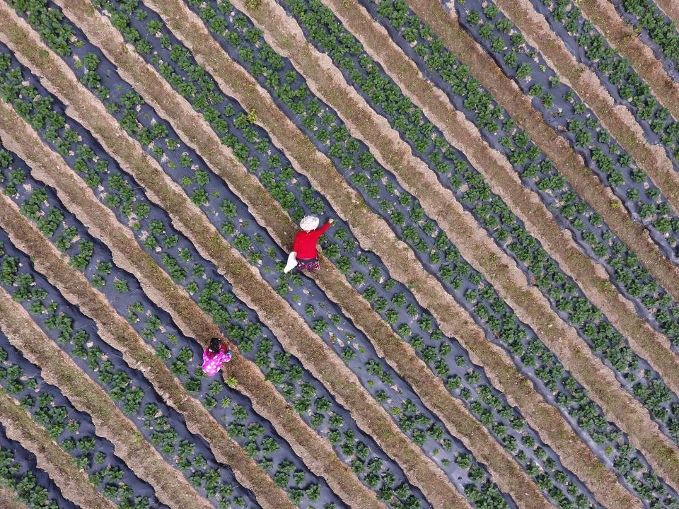 Picking Strawberries in China