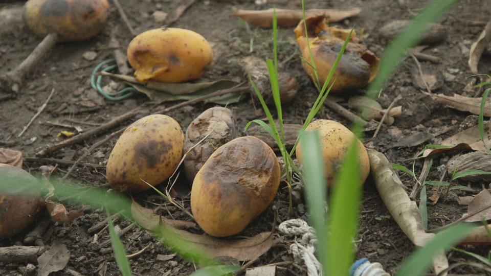 PHOTO: Gangs will not let farmers sell their products. (Matt Rivers/ABC News)