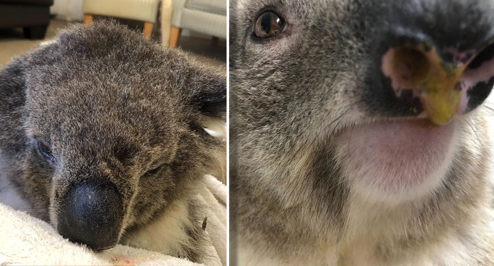 Two images of sick koalas.