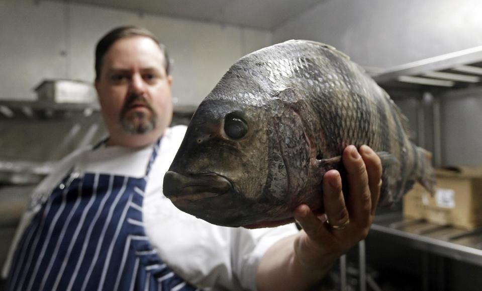 In this photo taken Thursday, June 13, 2013, James Clark, Executive Chef at Carolina Crossroads Restaurant holds a fresh sheepshead fish ready for preparation in his kitchen in Chapel Hill, N.C. Chefs such as Clark go beyond the usual recommendation to eat small, lower-food-chain fish like sardines, and instead delve full force into little-known local catches that many anglers regard as nuisance or “trash” fish. (AP Photo/Gerry Broome)