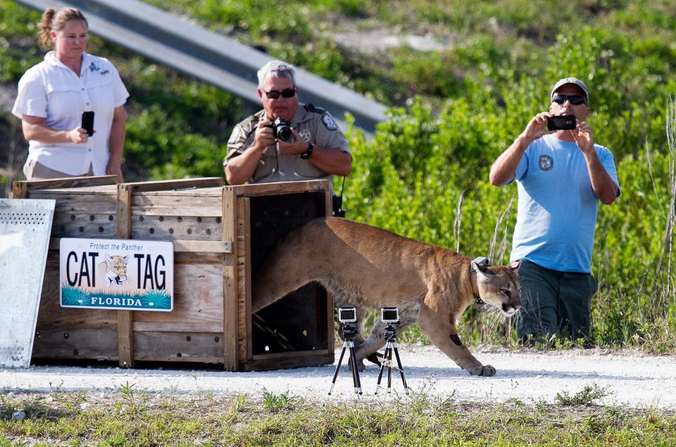 Florida Fish and Wildlife Conservation Commission biologists release a rehabilitated panther in the Rotenberger Wildlife Management Area in Palm Beach County. Thirteen panthers have been hit and killed by cars through May 4, according to FWC records.