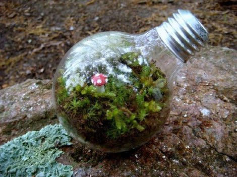 Lightbulb Greenhouse