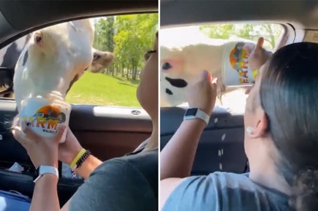 Woman freaks out while feeding cow