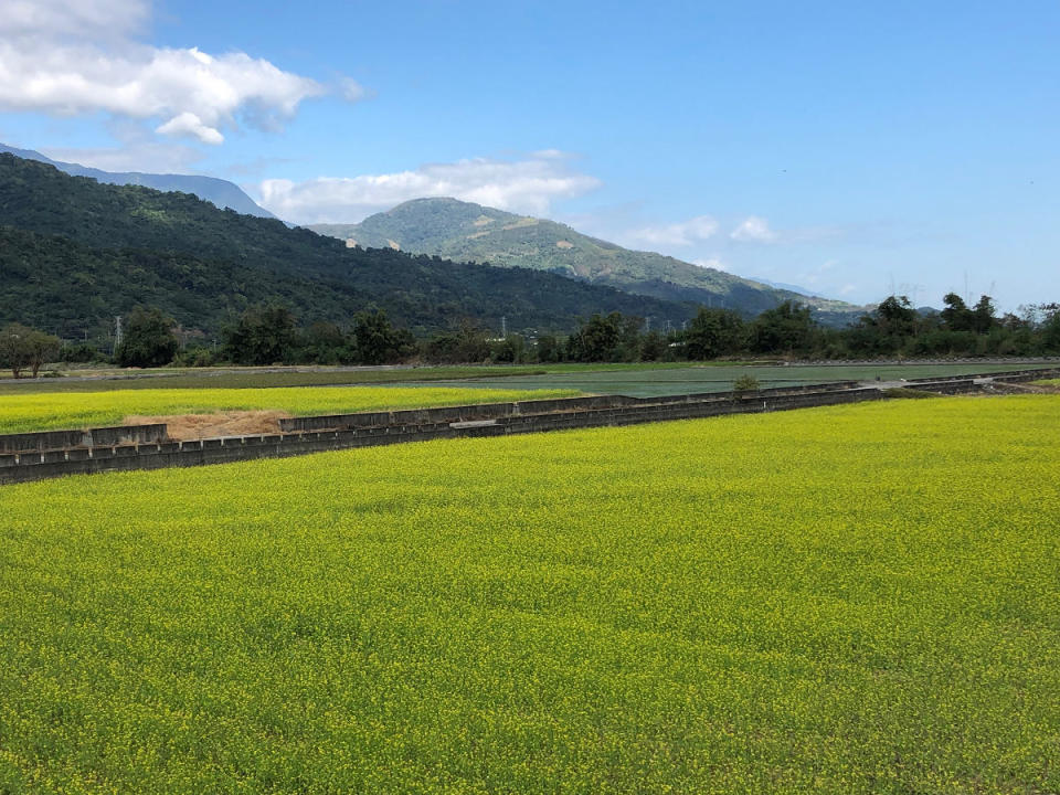 109年1月玉里客城油菜花開資料照(圖片來源：花東縱谷國家風景區)