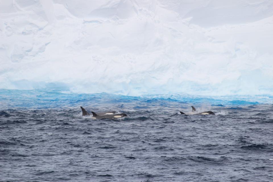 Orca swim near the enormous iceberg on Dec. 1, 2023.