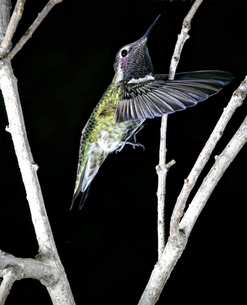 一隻蜂鳥在樹枝間側身穿梭。（圖／<em><a href="https://journals.biologists.com/jeb/article-abstract/226/21/jeb245643/334536/Sideways-maneuvers-enable-narrow-aperture?redirectedFrom=fulltext" rel="nofollow noopener" target="_blank" data-ylk="slk:journal of experimental biology;elm:context_link;itc:0;sec:content-canvas" class="link "><em>journal of experimental biology</em></a></em>）