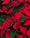 <p><a href="https://www.housebeautiful.com/uk/garden/plants/advice/a994/poinsettia-care-buying-tips/" rel="nofollow noopener" target="_blank" data-ylk="slk:Poinsettias;elm:context_link;itc:0;sec:content-canvas" class="link ">Poinsettias</a> are mildly toxic to dogs but the dangers are hardly ever serious or fatal. The milky white sap from the coloured leaves contains a chemical which can cause nausea, vomiting, drooling and diarrhoea. If you are worried your pup has eaten the plant, head to your local vet for advice. </p>