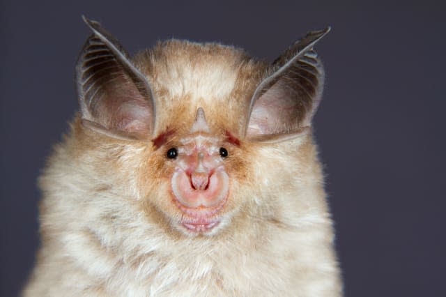World's ugliest animals mexican horseshoe bat