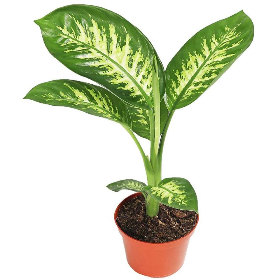 Dieffenbachia (Tropical Snow)