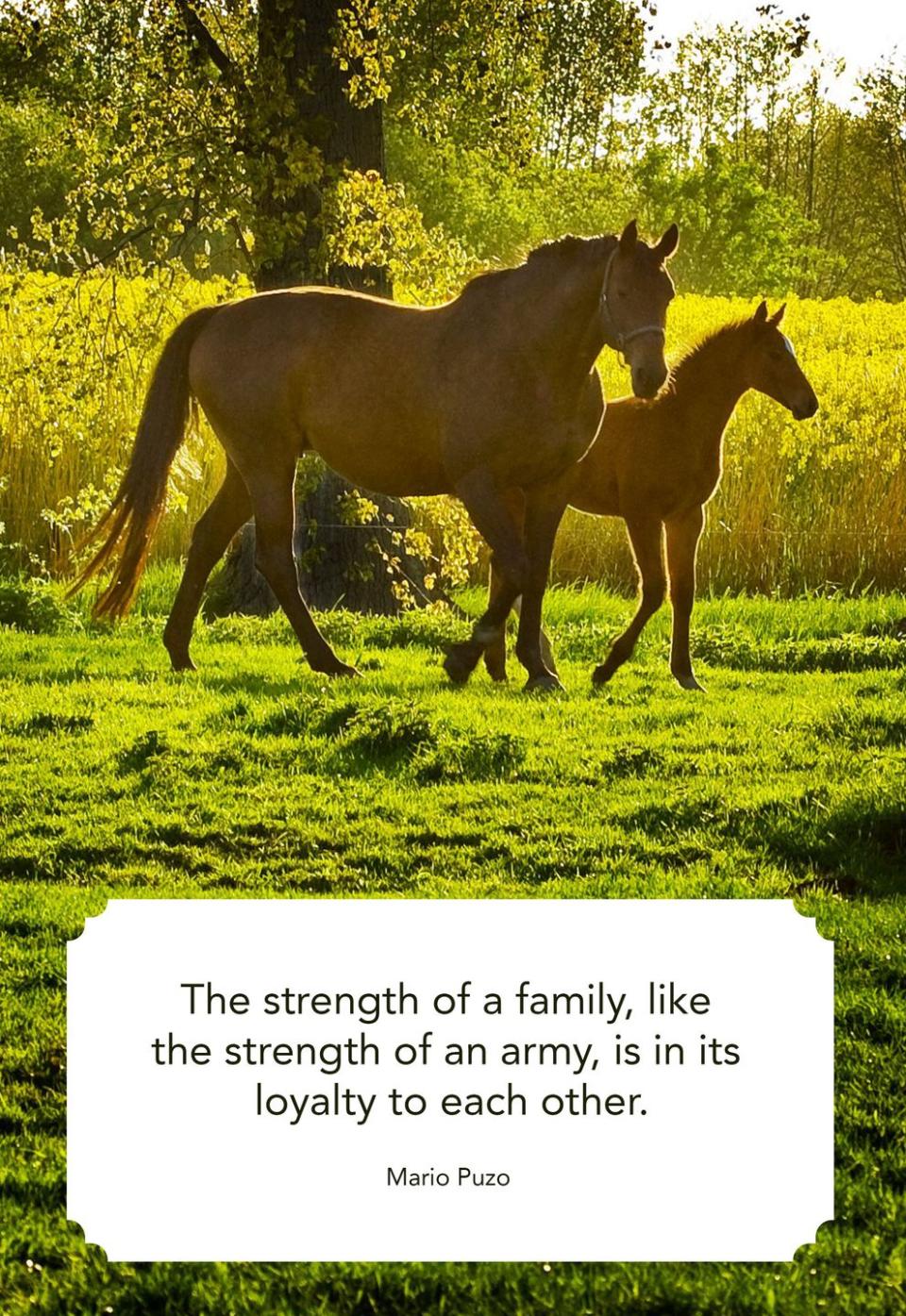 <p>“The strength of a family, like the strength of an army, is in its loyalty to each other.”</p>