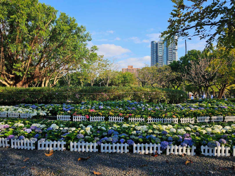 「杜鵑花心心」未展先轟動，今年繡球花種類增加至8種，杜鵑和繡球爭豔格外美麗。（圖／台北市政府提供）