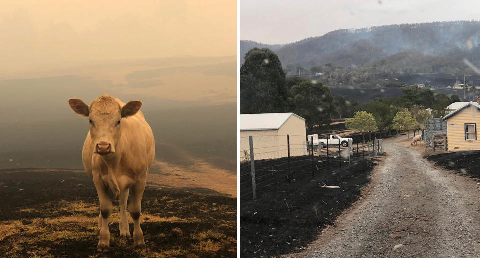 A lone cow standing in a burned field (left) and the structures at Cobargo resident Clinton's home after the bushfires in 2019.