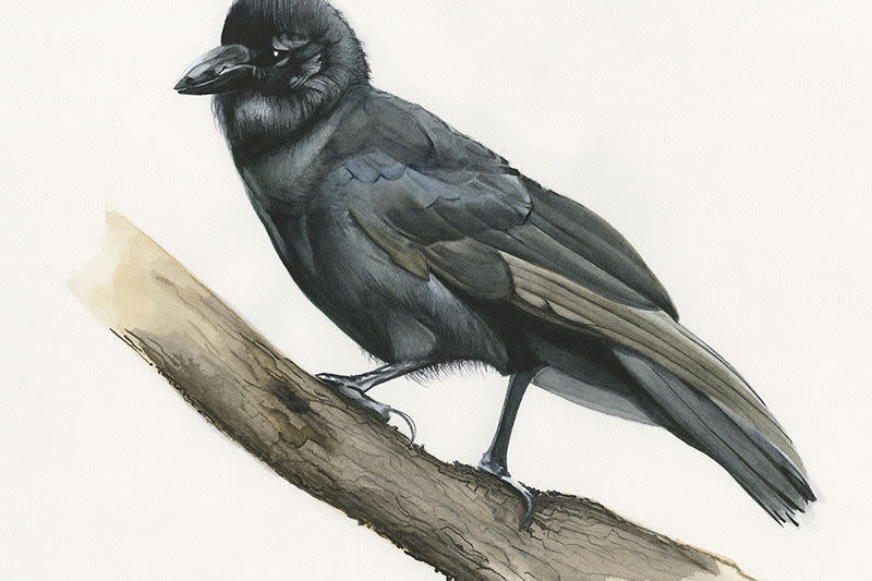 <em>Corvus hawaiiensis</em>