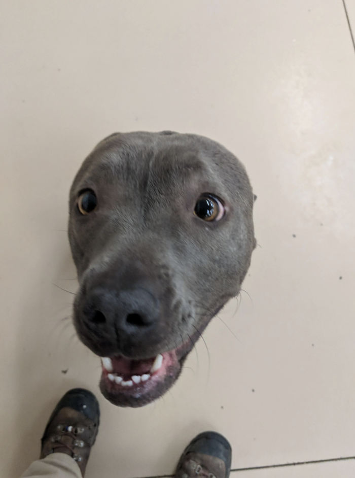 A happy dog with an open mouth looking up at the camera. The person's feet in shoes are partially visible at the bottom of the image