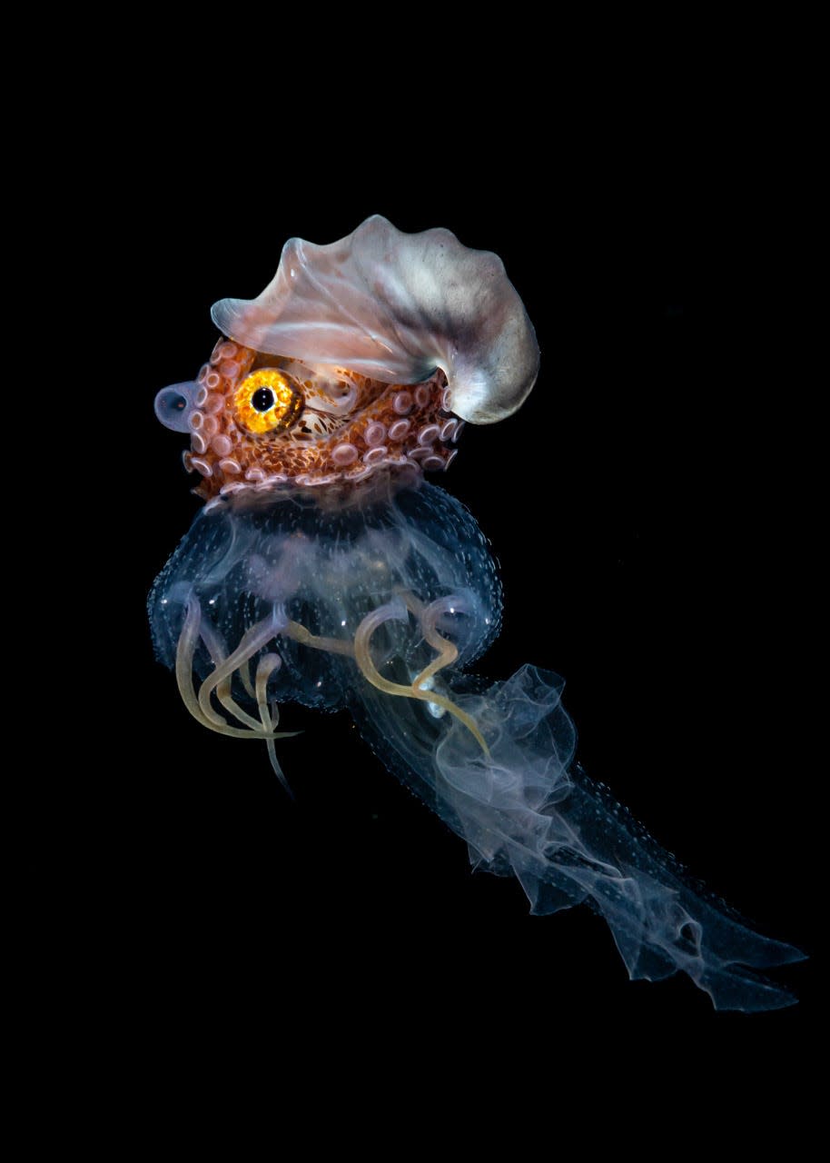 A nautilus underwater