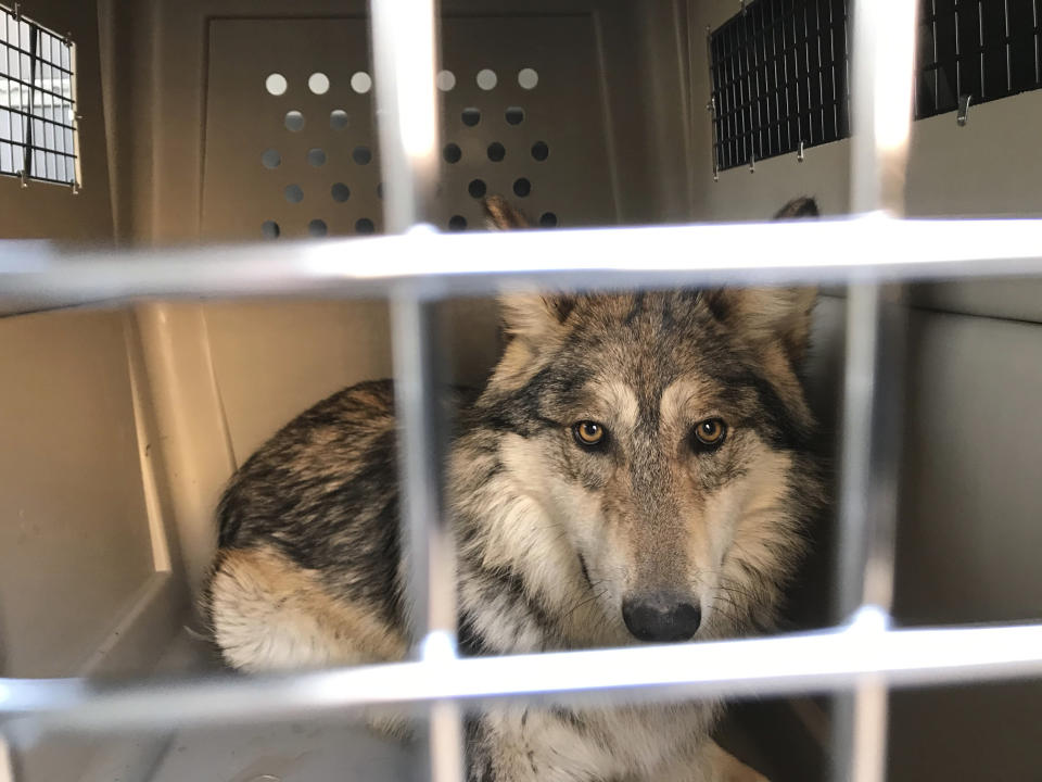 This Jan. 15, 2021 image provided by the ABQ BioPark shows an endangered Mexican gray wolf in a transport crate before leaving the zoo in Albuquerque, N.M., for a trip to Mexico where it and the rest of its pack will eventually be released into the wild. (ABQ BioPark via AP)